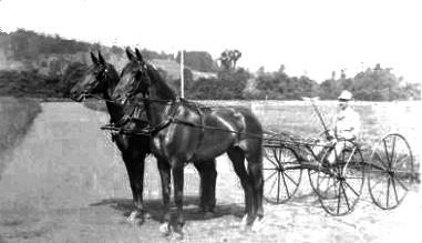 Two horses harnessed to sulky with driver