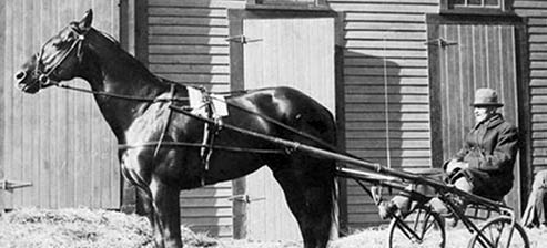 Harness racehorse hitched to sulky with driver